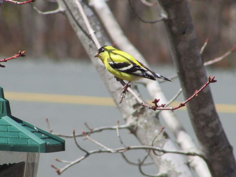 American goldfinch