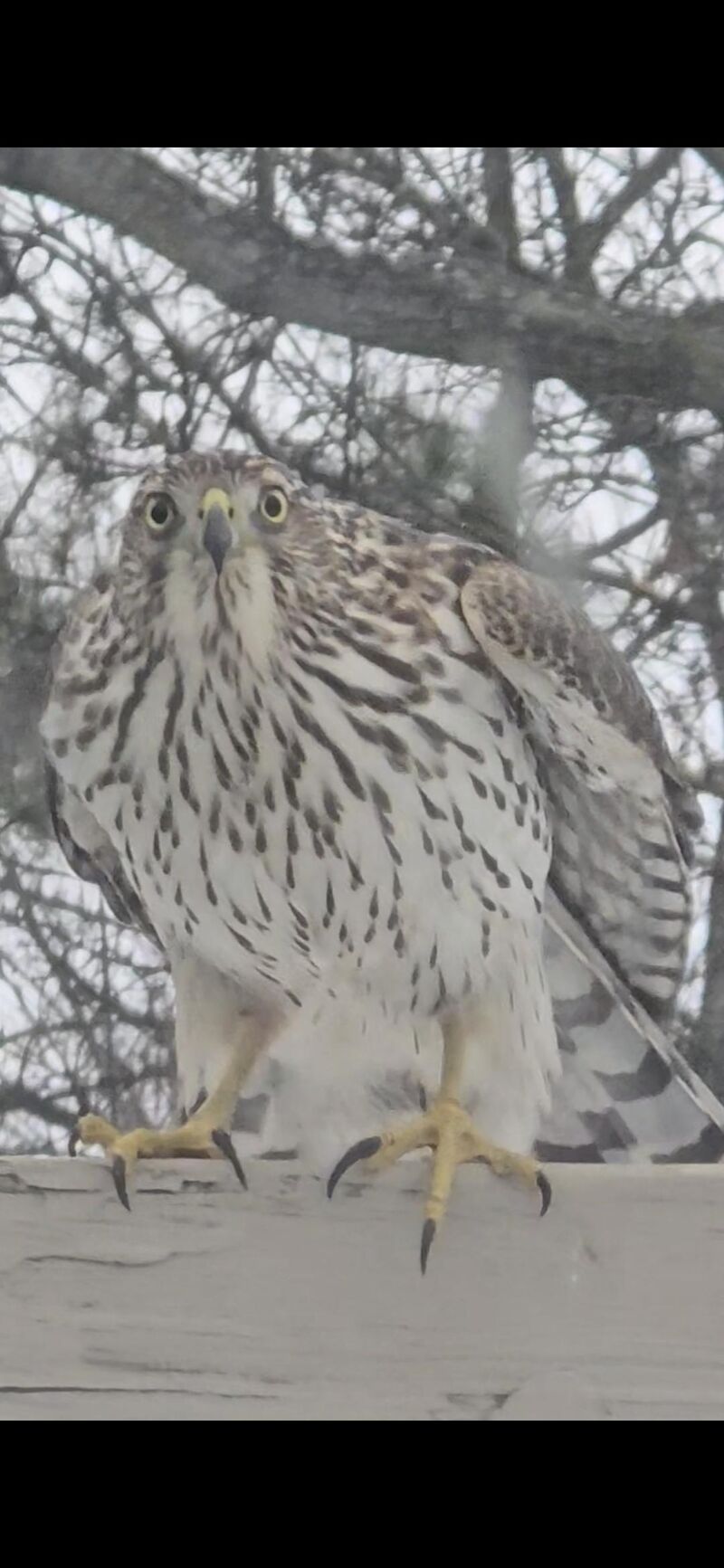 Cooper's Hawk?