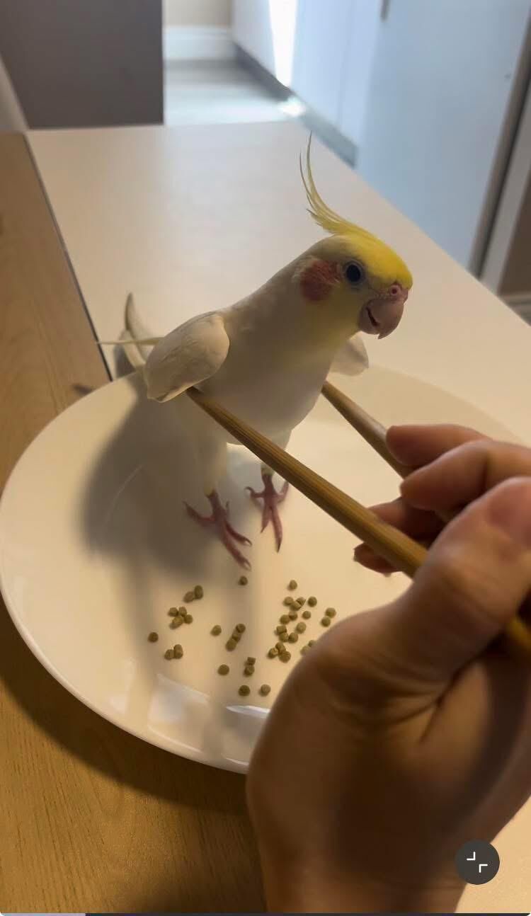 Name this dish (not OC)