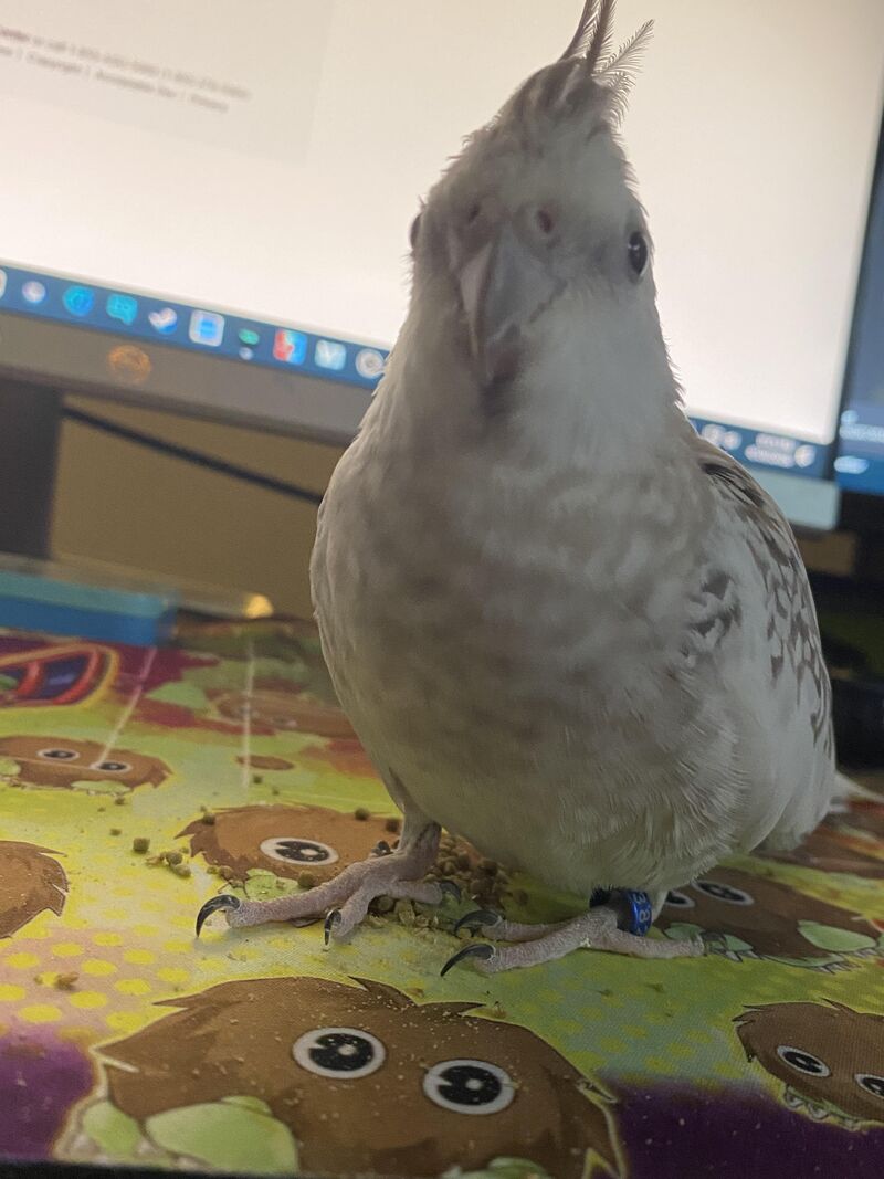 Harrison’s Superfine causing Vomiting?