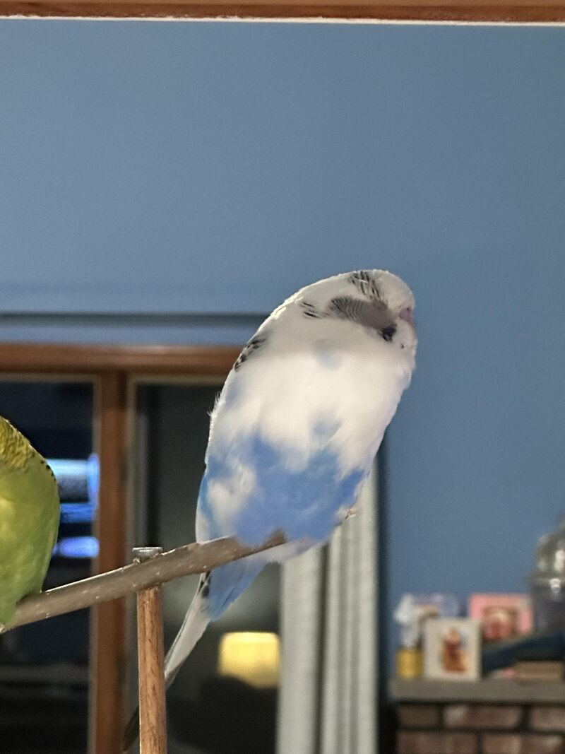 Borb shape