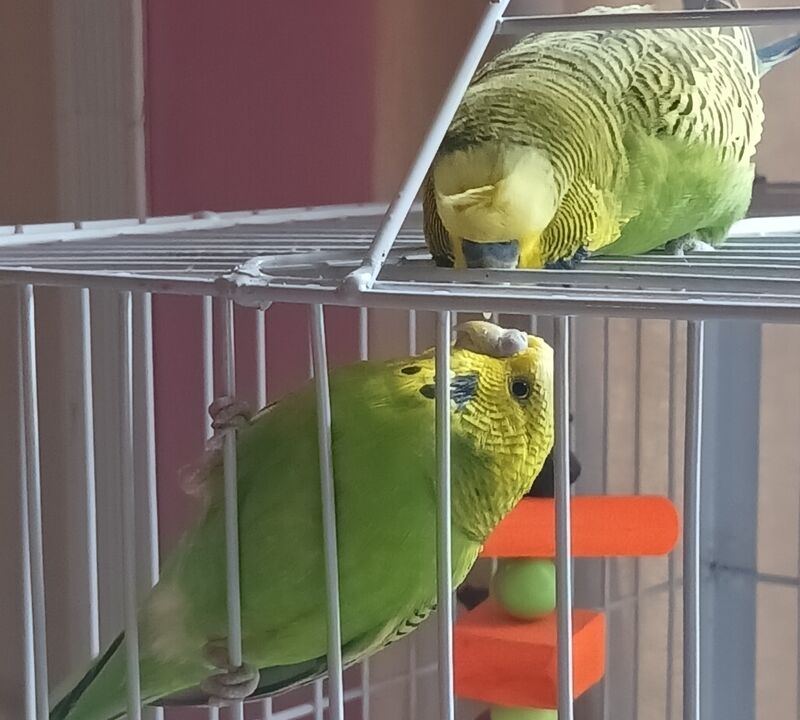 I just had a dream where, due to unforeseeable circumstances, I rescued 6 budgies from a haunted mansion. Is this a sign? Pistachio and Peanut!