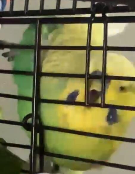 he doesn't know how to get in (both cage doors are wide open btw)