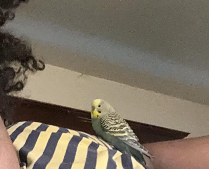 How do I get my budgie to be more trusting around others?