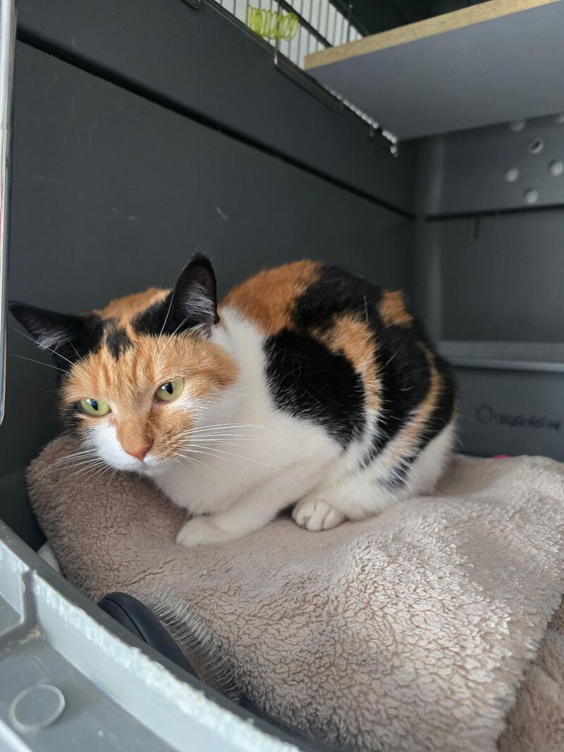 New friend at our shelter. Her name is Zara ❤️❤️❤️