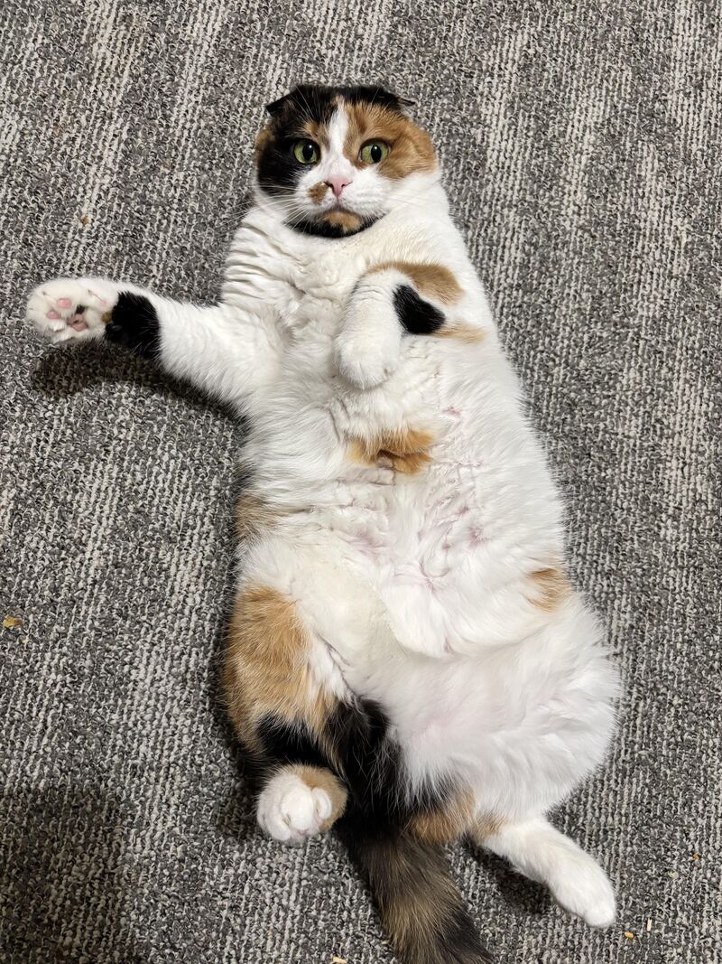 Hello world, I missed you