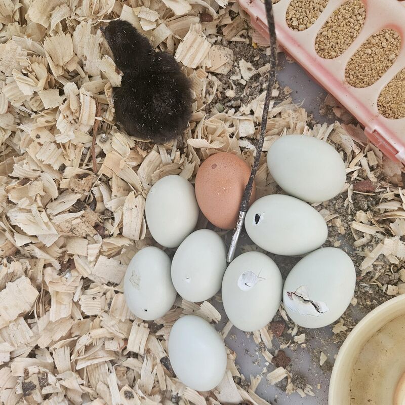 Never hatched chicks before found a broody mother and the was attacking her first baby chick.