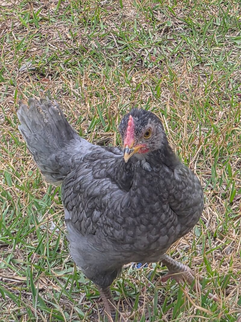 Sapphire chicken and Sapphire olive egg