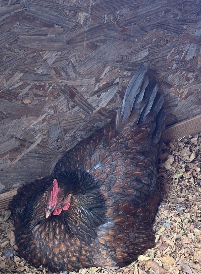 Broody gal interrupting production!?