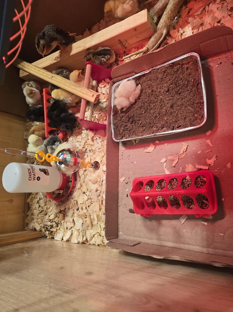 Should I have gotten a larger feeder for their growth