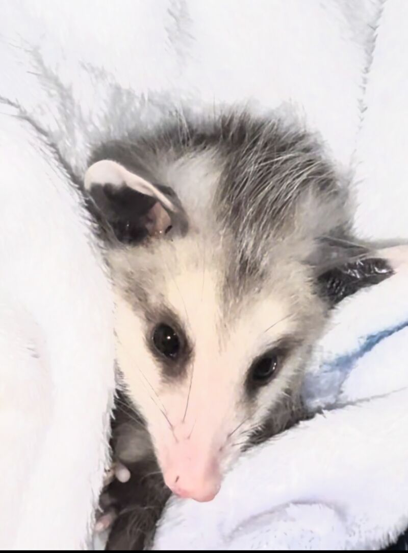 Little Baby Penelope