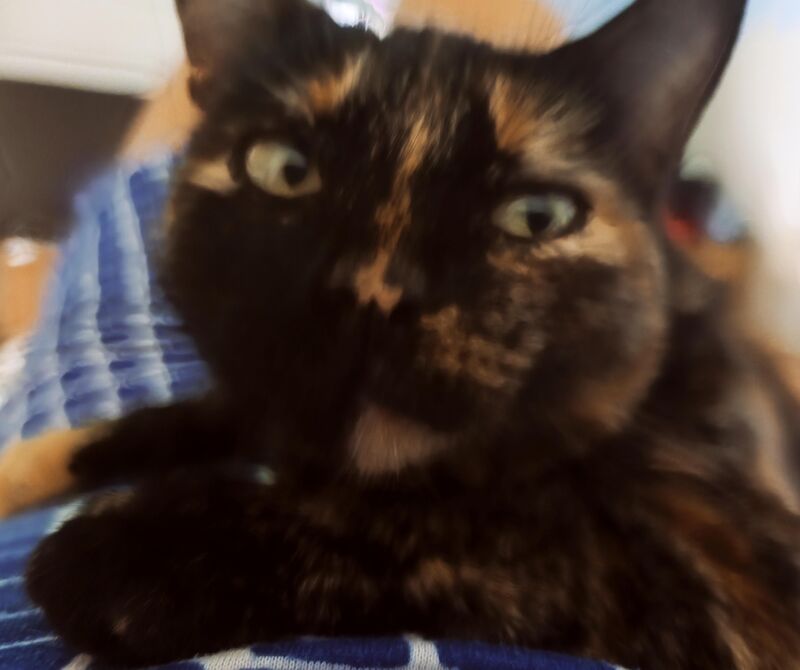 My dear Misha, it's been two years since her rescue