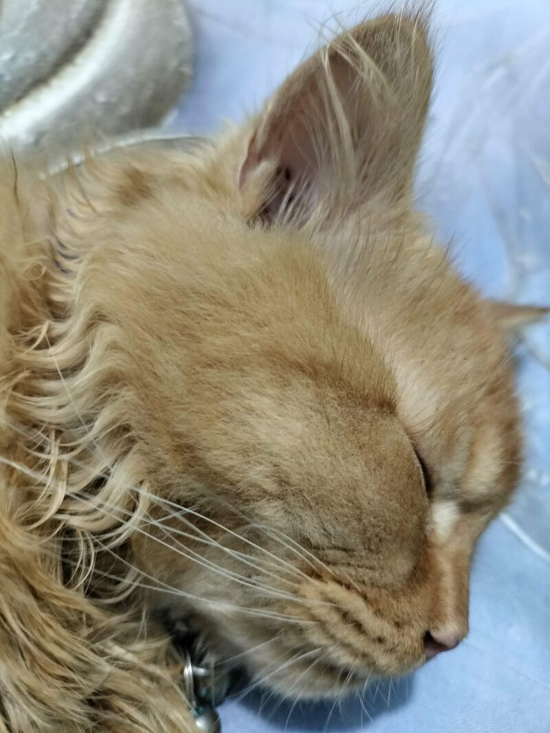 Woke up to this face and instantly melted 💛💛