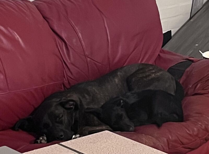 My 3 year old dog and her 8 week old adopted daughter 🥹