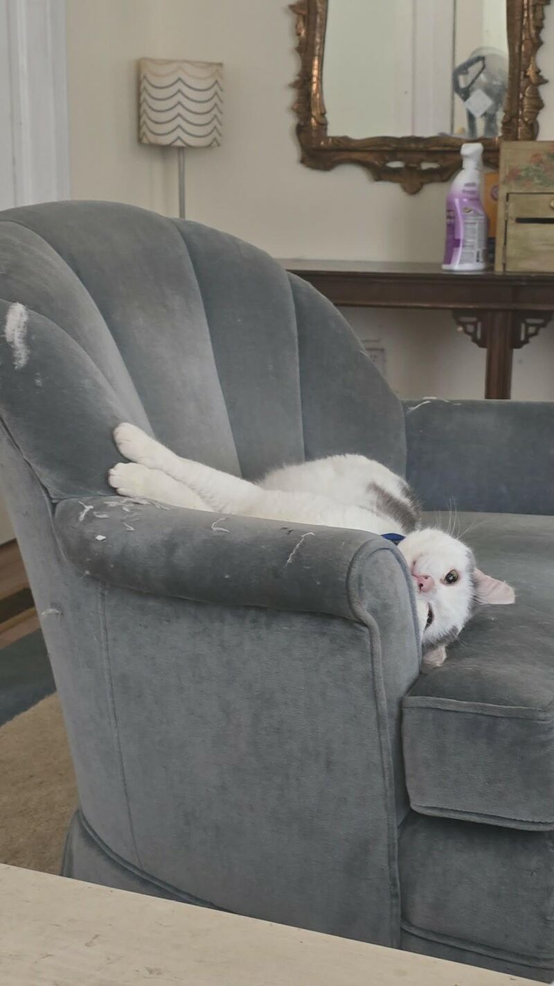 Karl was a stary cat, now he is a silly boy.