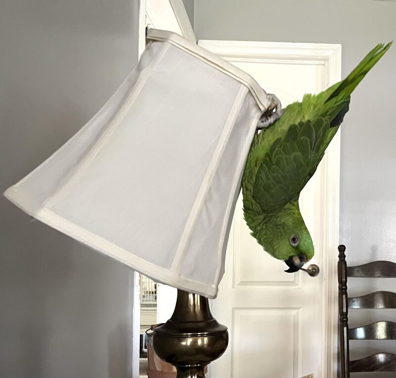 Someone tell Lestat he isn’t a moth, and the lampshade would like its dignity back.