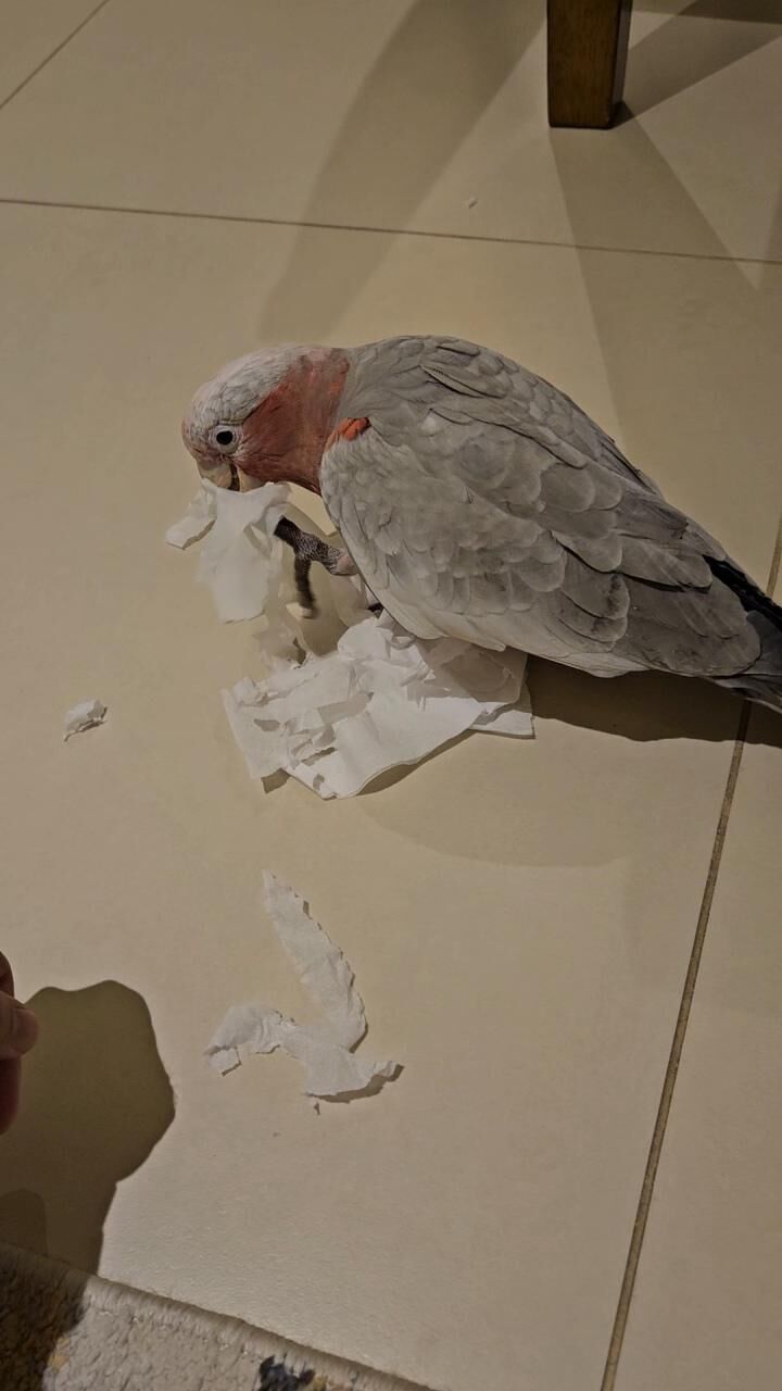 Galah Chasing and Biting Feet