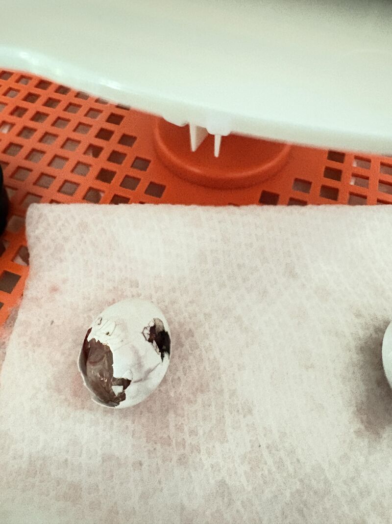 URGENT: ADVICE NEEDED WITH HATCHING CHICK