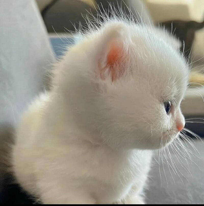 First time owning a cat... wasn't ready for this level of cute