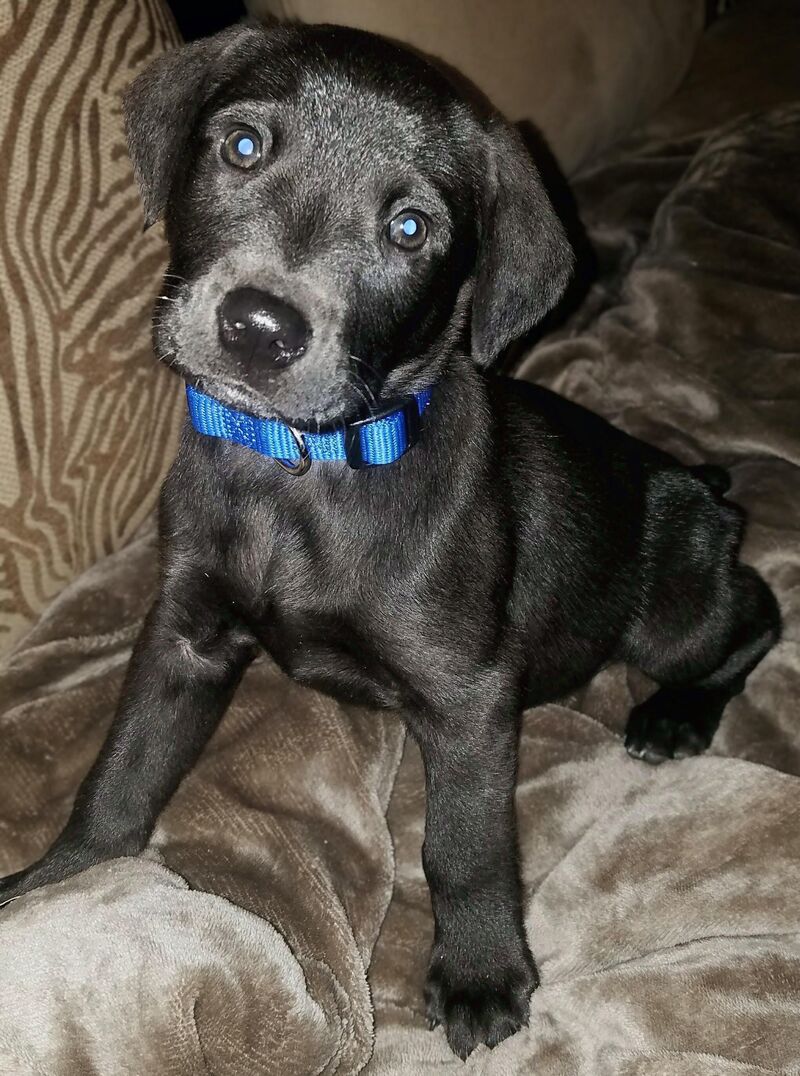 Professional heart stealer. Send help (and treats). 🦴✨ My baby Turk🐾