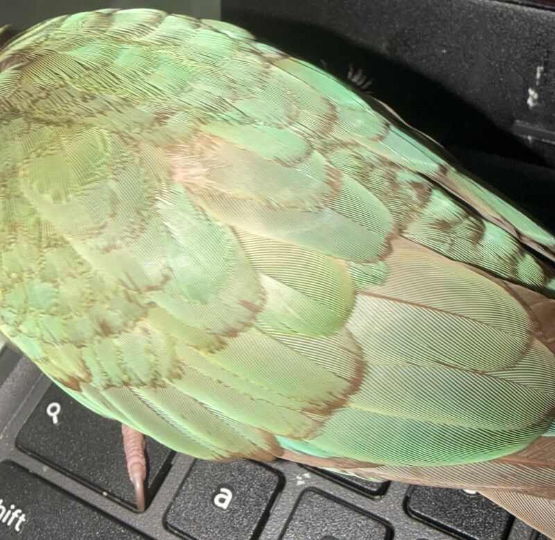 Stress bars/barbering?