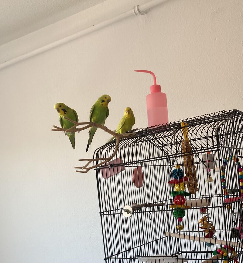 Birb bounding / training