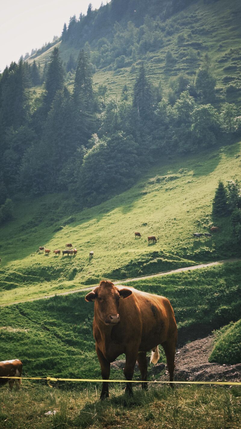 A chill cow I met in Switzerland