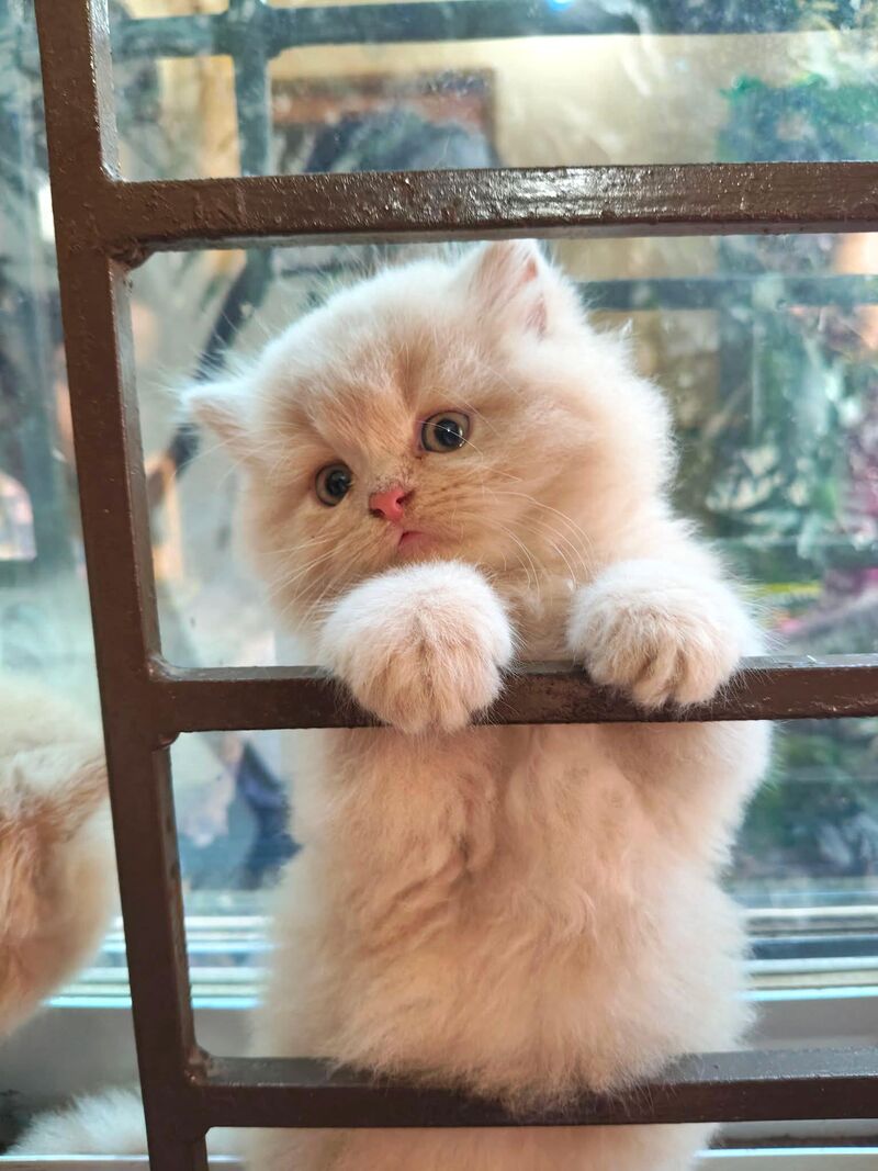 This little fluffy creature won't stop playing.