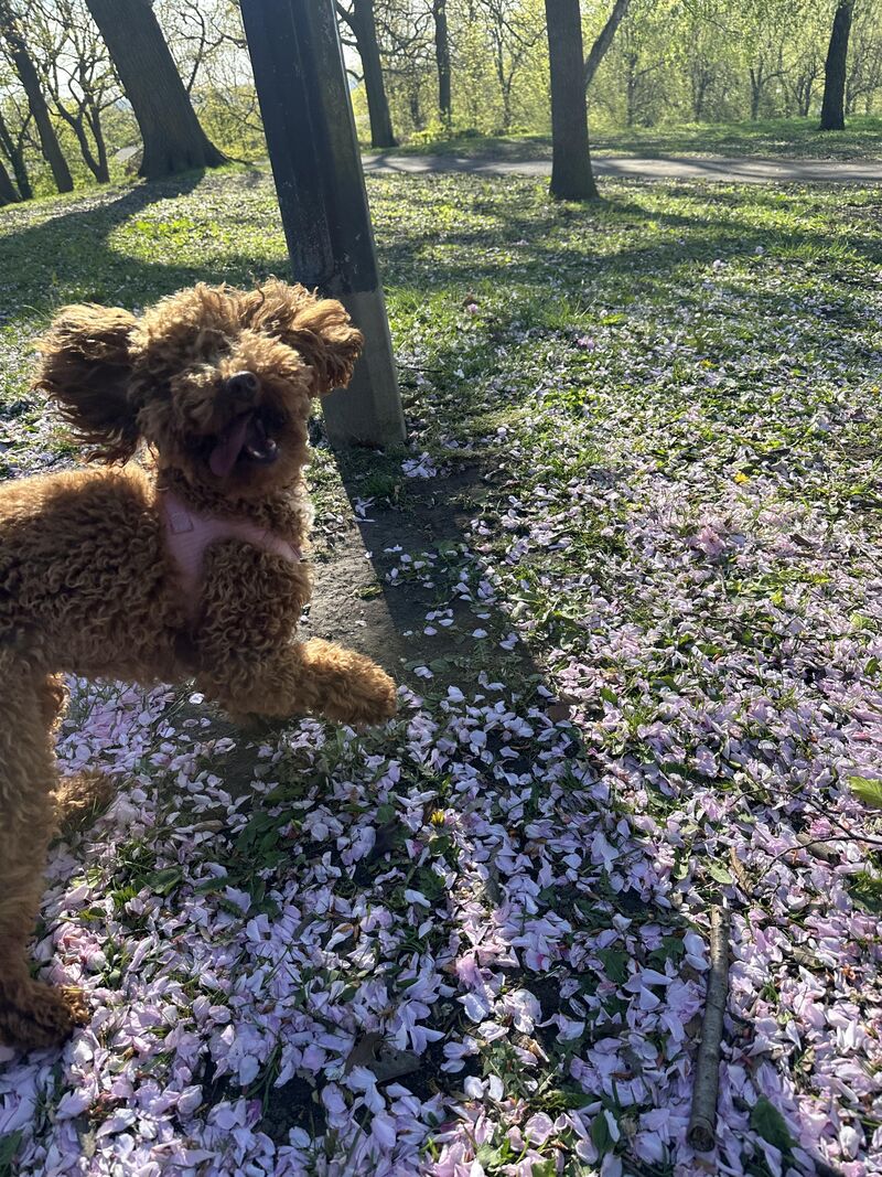 All dogs go to heaven, I know this 🥹