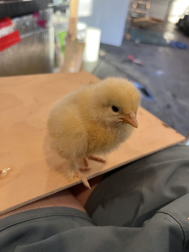 Lost my first chick today