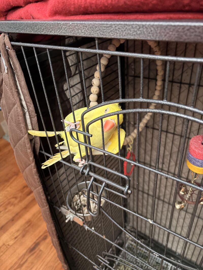 Looking for me for my Indian ring neck , male passed away not too long ago