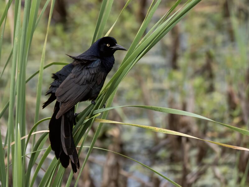I know they're all over the place and can be quite annoying when they're eyeballing you in the grocery store parking lot...but Boat Tailed Grackles are strikingly beautiful.