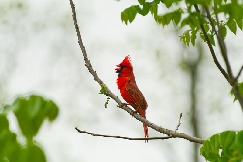 Bright Cardinal
