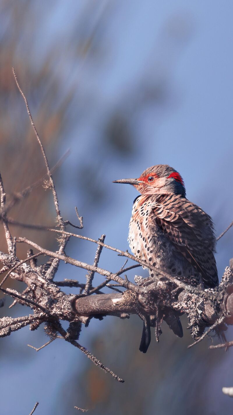 Northern Flicker
