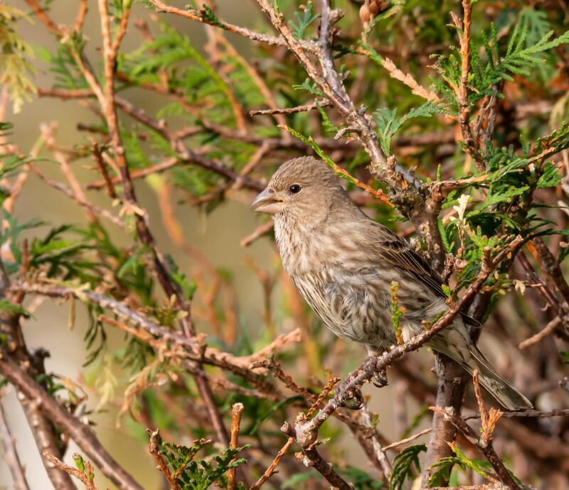 A female house finch