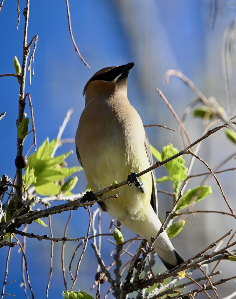 Cedar Waxwing