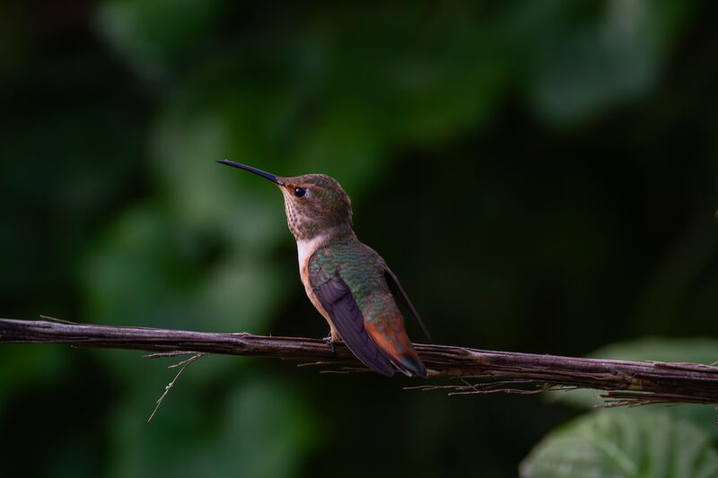 Allen’s hummingbird from San Diego, CA