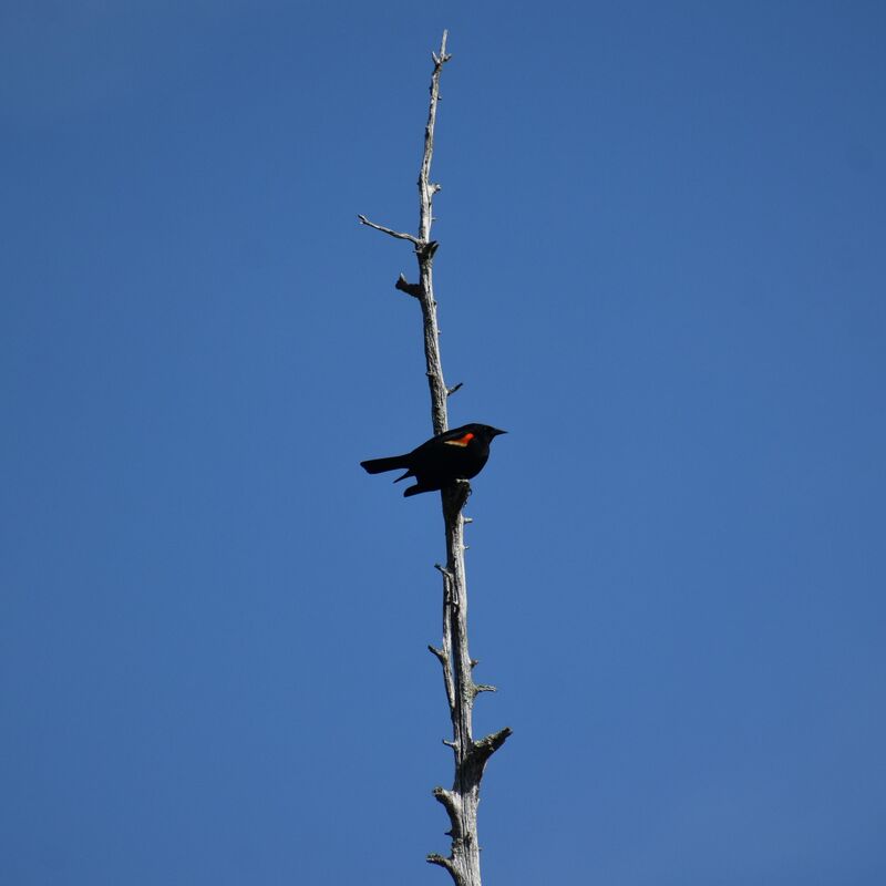 Red winged blackbird
