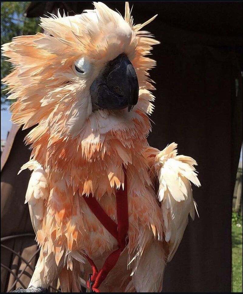 Happy Friday Everybirdy