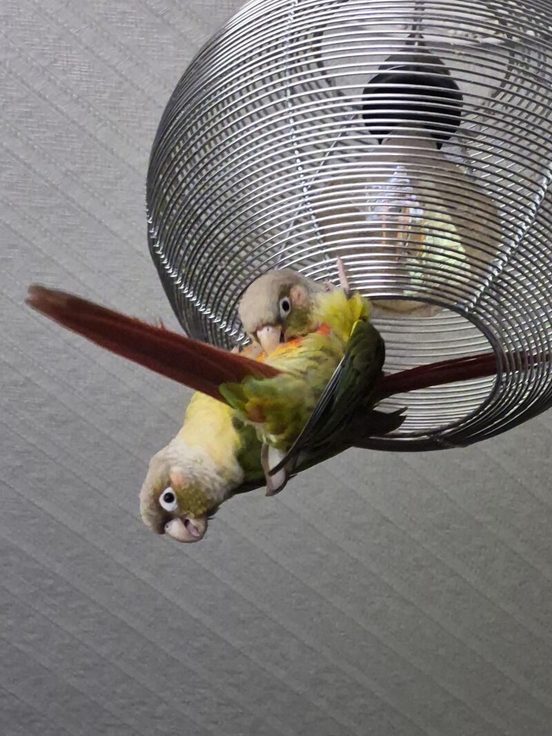 My parrot won't stop shaking but shes acting normal