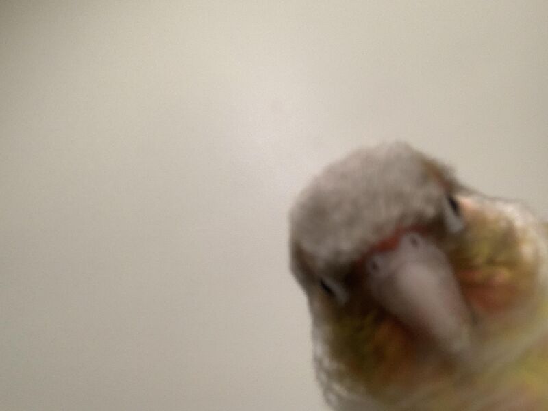 First time vet visit