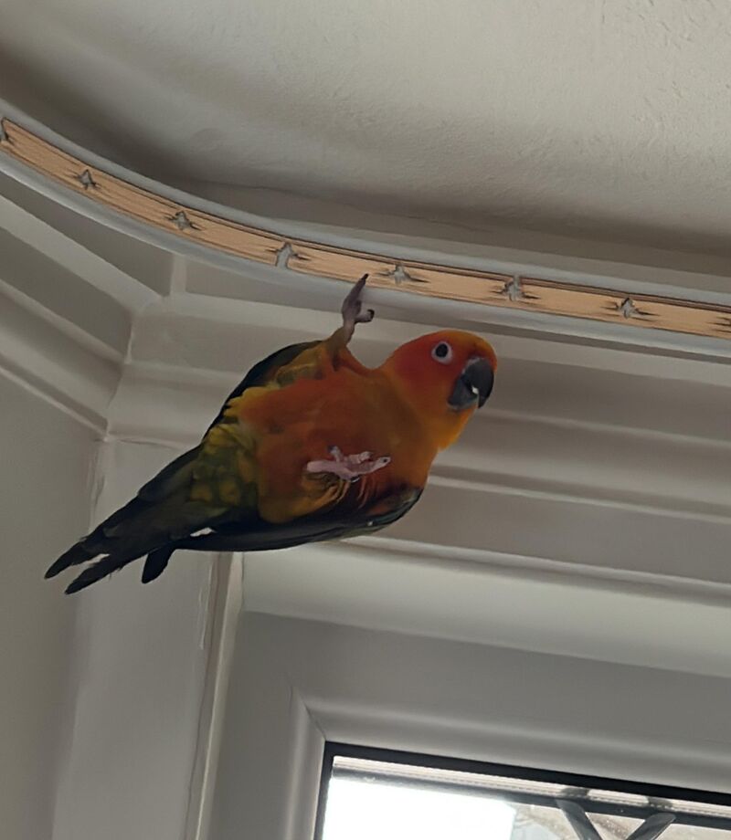 How long did your sun conures puberty phase last - I think I’ve blown an ear drum
