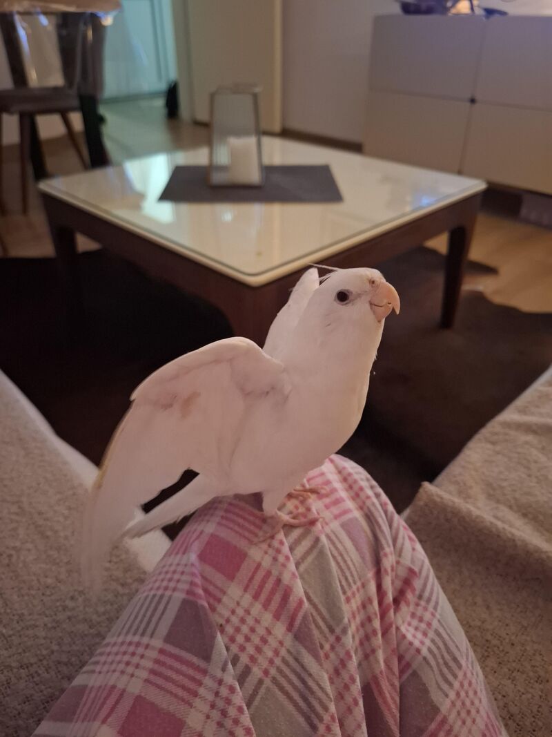 Tampon is back to being a dino🦖