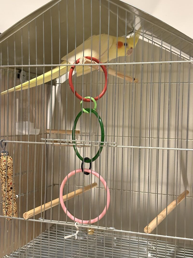 Minha calopsita esta imóvel por mas de 24 horas.