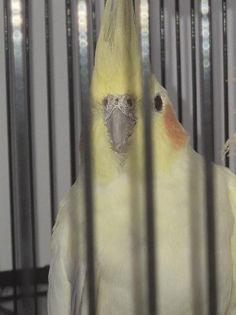 New bird - dry skin or mites?