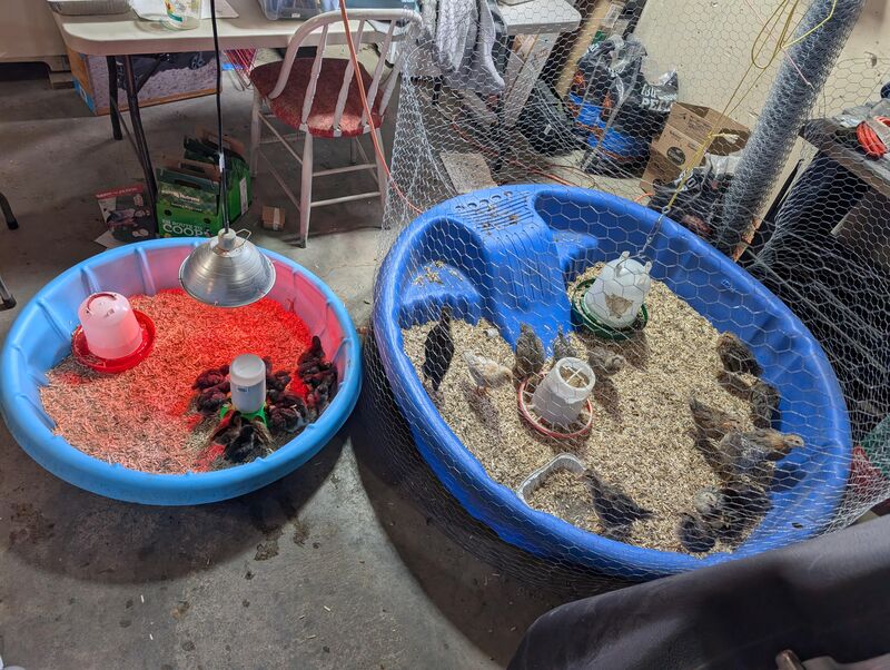 Went for chick feed, chicks were in sale. Hello australoorps and black magic marans