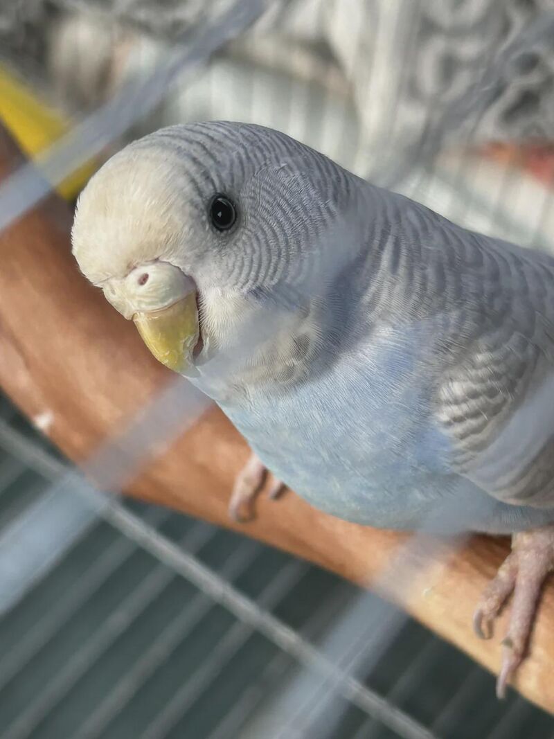 What a cutie budg-a-boo! and so handsome.