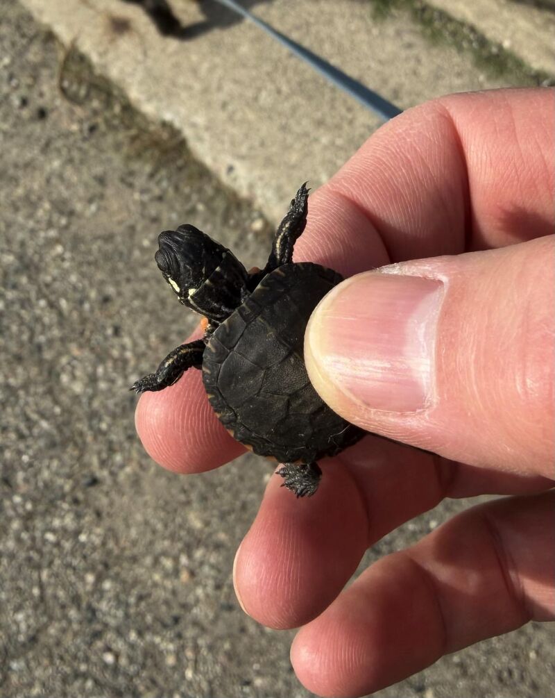 Little guy in the road I found while walking the dog