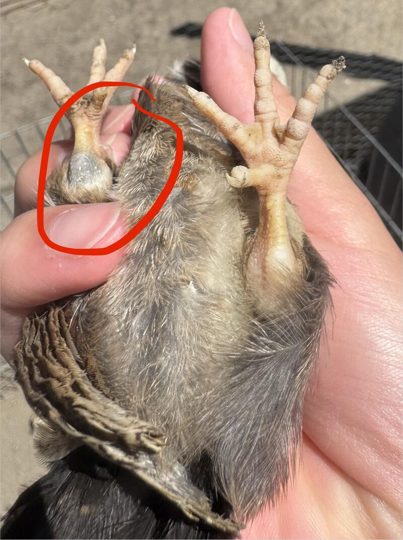 What will the chicks legs turn out to be? dad is white legged mom is blue legged.