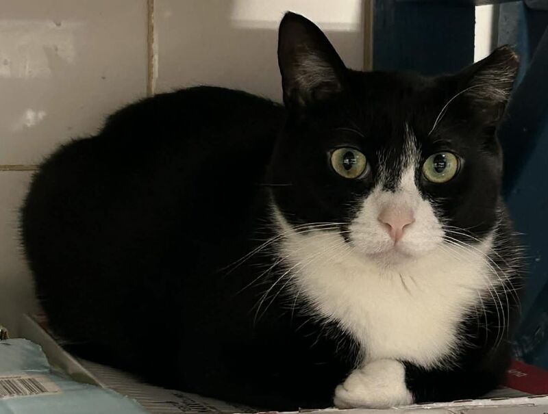 Beautiful Annie from our shelter was adopted yesterday!!! She has been with us for more than a year so we were so happy for her. It was such a good day with 4 adoption!!!! ❤️❤️❤️